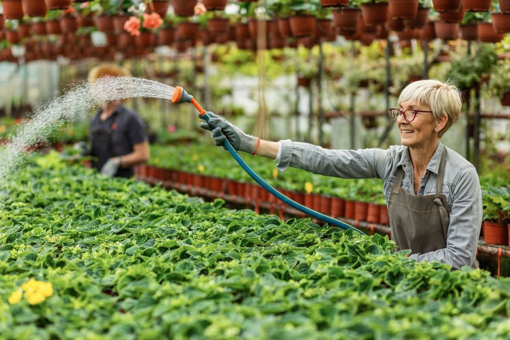 Happy female gardener taking care of plants and watering them with garden hose. Medicare Supplement Guide